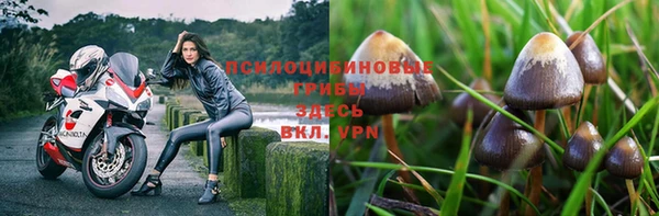 прущие грибы Балахна